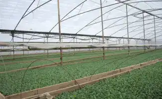 Посадка ранних овощных культур в Туркестанской области: шаг к стабилизации цен на свежие продукты
