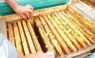 Попытка незаконного транзита продукции пчеловодства пресечена на ветеринарном контрольном пункте "Карасу"