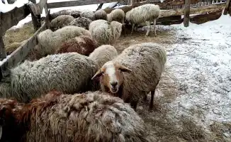 Стаи собак угрожают безопасности в Жылыойском районе: жители и сельчане сообщают о нападениях на скот
