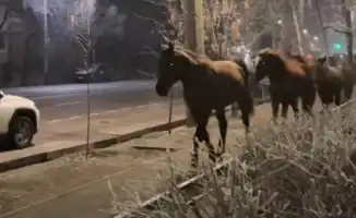 В Алматы жители удивлены: табун лошадей свободно гуляет по улицам города
