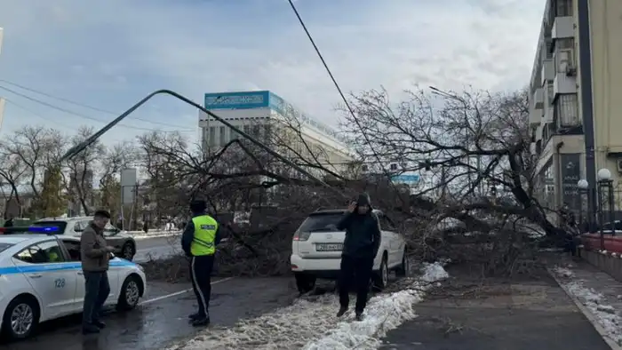 В центре Алматы крупное дерево рухнуло на дорогу возле университета 'Туран' Атырау