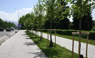 Алматы на пути к созданию зеленого города: увеличение озеленения до 15 кв. м на человека к 2030 году