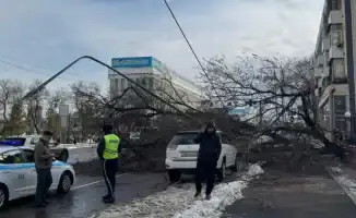 В центре Алматы крупное дерево рухнуло на дорогу возле университета 'Туран'