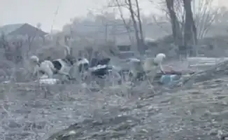 Стая собак едва не растерзала женщину в Алматинской области: шокирующие подробности нападения