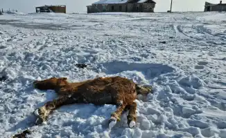 Исатайский район: скот страдает от ледяного плена