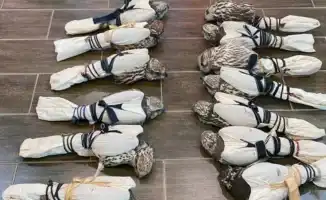 В Атырау вынесли приговор организатору схемы вывоза краснокнижных балобанов, который был в международном розыске