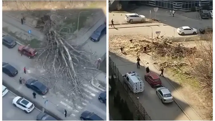 Огромное дерево рухнуло в Алматы на перекрестке улиц Минина и Маркова Атырау