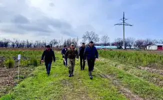 Рост производства саженцев в Туркестанской области: вклад в озеленение и экологию региона
