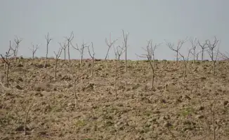 Келесский район Туркестана сад персиков черешни винограда 30 гектаров агротехнологии