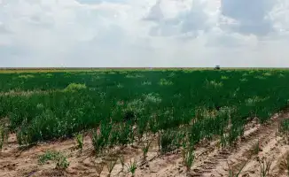До 10 тысяч гектаров увеличатся посевные площади в Атырауской области