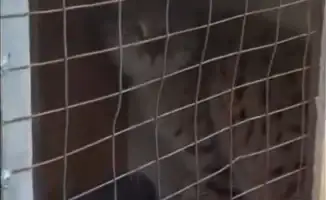 Степная кошка в курятнике: неожиданный визит хищника