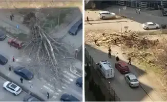 Огромное дерево рухнуло в Алматы на перекрестке улиц Минина и Маркова