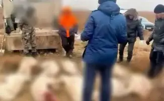 Убийство краснокнижной сайги: браконьеры в Атырауской и Актюбинской областях продолжают угрожать экосистеме