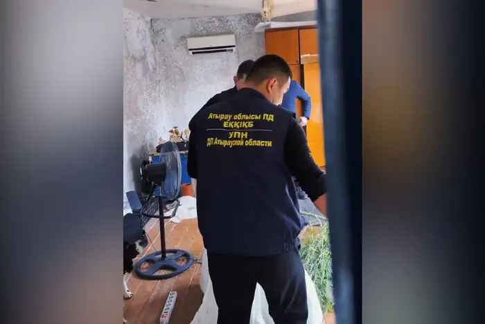 В Атырау задержан мужчина за незаконное выращивание 62 кустов конопли: социальные последствия и общественная безопасность Атырау