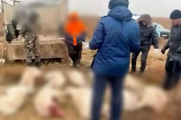 Убийство краснокнижной сайги: браконьеры в Атырауской и Актюбинской областях продолжают угрожать экосистеме Атырау