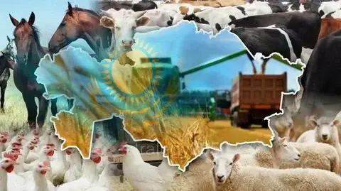 Рост производства мяса и молока в области Абай, Казахстан, в 2025 году Атырау
