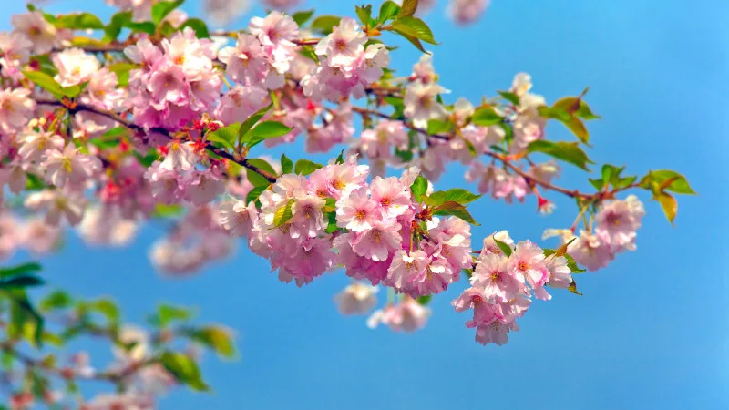 Синоптики Казгидромета уточнили прогноз погоды для Астаны и Алматы на ближайшие три дня: 29, 30 апреля и 1 мая. В то время как в некоторых регионах страны ожидаются дожди, в столице и крупнейшем городе Казахстана осадки не предсказываются. Атырау