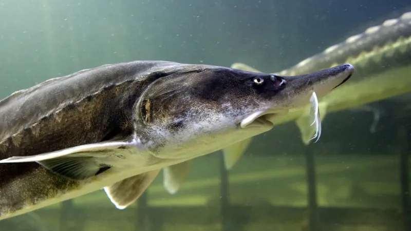 Казахстанцы рискуют свободой: прокуратура предупреждает о последствиях покупки рыбы осетровых пород у браконьеров Атырау