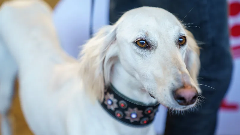 Введение Дня казахского тазы: новые традиции и культурное обогащение Казахстана Атырау