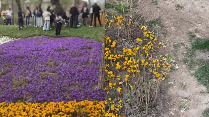Алматинцы повредили крокусы на Терренкуре ради фото в Instagram: комментарий акимата Атырау
