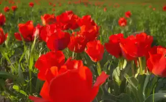 Сохранение редких тюльпанов Грейга в Казыгурте: важность охраны природного наследия
