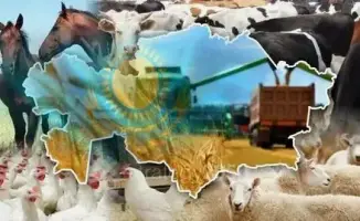 Рост производства мяса и молока в области Абай, Казахстан, в 2025 году