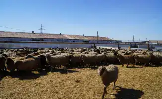 Рост поголовья калмыцкой породы КРС в Акмолинской области и экспорт баранины на Ближний Восток