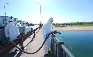 В Отырарском районе началась дезинсекция против мошки: борьба с вредителями с использованием науки и техники