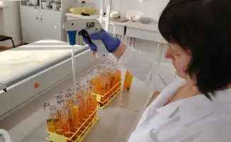Новые засухоустойчивые сорта от казахстанских ученых могут повысить урожайность и улучшить устойчивость сельского хозяйства