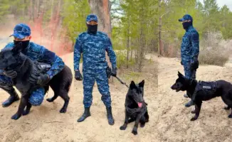 Использование служебных собак в области Абай: 31 раскрытое дело с начала года