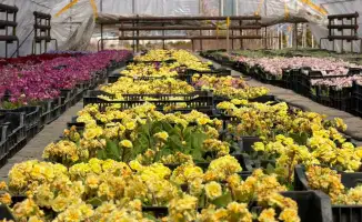 Развитие зеленых зон и проекты бюджета участия в Алатауском районе Алматы