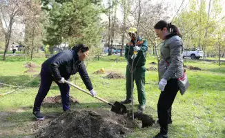 Алматы высадит 550 тыс. деревьев к 2026 году
