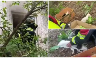 Кошки и котята: огненное спасение в Алматы