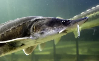 Казахстанцы рискуют свободой: прокуратура предупреждает о последствиях покупки рыбы осетровых пород у браконьеров