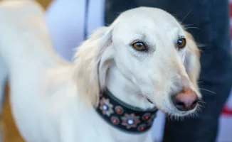 Введение Дня казахского тазы: новые традиции и культурное обогащение Казахстана