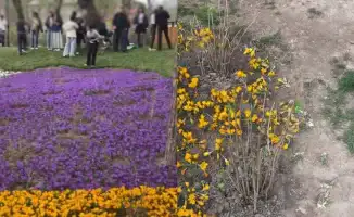 Алматинцы повредили крокусы на Терренкуре ради фото в Instagram: комментарий акимата