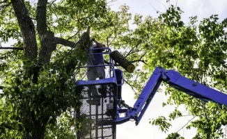 Алматы: деревья под нож? Высота ограничена 7 метрами!