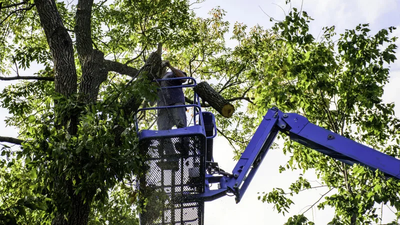 Алматы: деревья под нож? Высота ограничена 7 метрами! Атырау