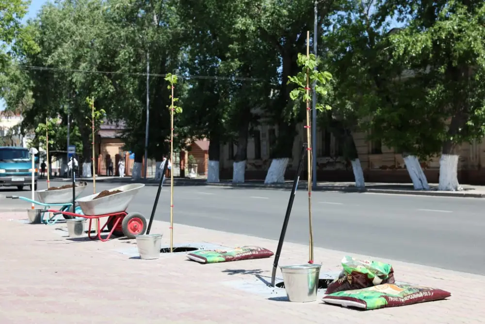 В Павлодаре продолжается работа по озеленению и обновлению городского зеленого фонда (5)