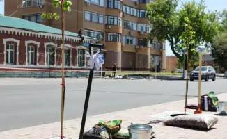 Озеленение Павлодара: высадка деревьев и план реконструкции создадут новые зеленые зоны для жителей