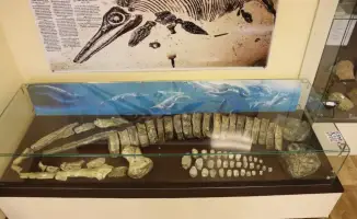 Древние морские рептилии: 3D-путешествие в юрский мир!