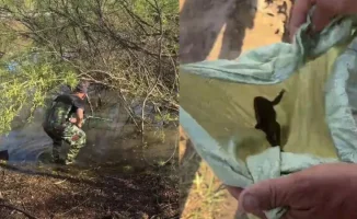 Лягушачий бунт: кто захватил Samal Park в Астане?
