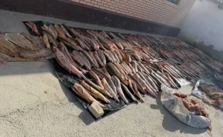 В Атырауской области изъято почти тонну осетра: операция по борьбе с незаконным оборотом рыбы завершилась успехом