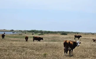 Конфликт между фермерами Курмангазинского района: борьба за пастбища после разлива Кигача