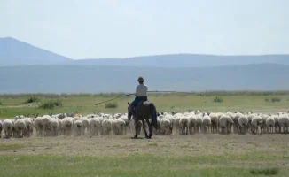 Зарплата пастуха: золотые горы на фоне бескрайних пастбищ Китая
