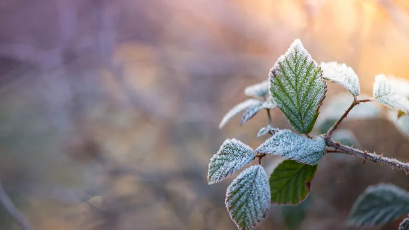 Заморозки в Астане и регионах: штормовые предупреждения от Казгидромета вызывают обеспокоенность у жителей Атырау