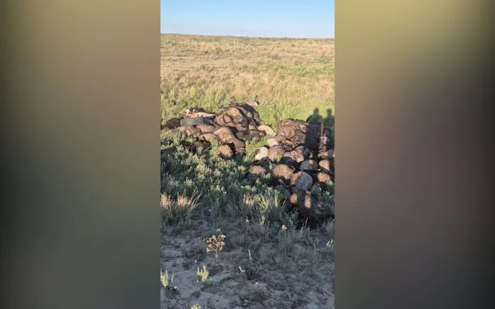 Фермеры Жылыойского района сообщают о массовой гибели овец: непогода унесла тысячи животных Атырау