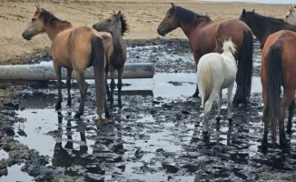 Кульсары: Сточные воды превращают испарительные поля в озёра спустя почти век без очистных сооружений