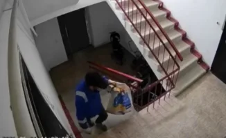 Конфликт между волонтерами и полицией в Атырау: судьба кошки с котятами на грани решения