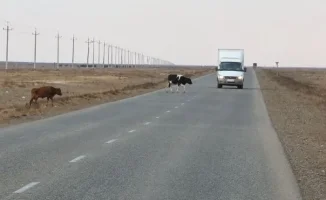 В Атырауской области Казахстана владельцев скота массово штрафуют за бесконтрольный выпас